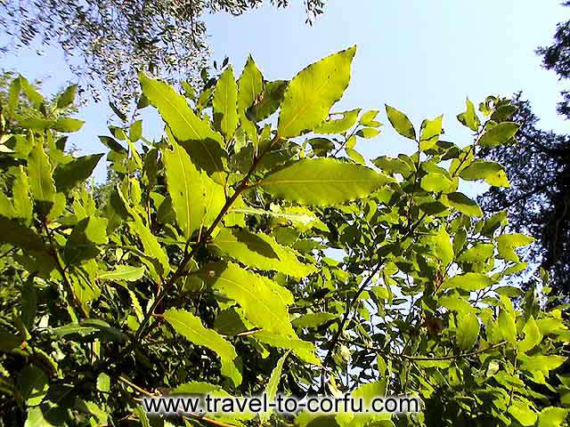 CORFU MON REPOS - One more characteristic of the property is the luxuriant vegetation.