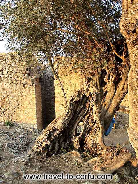GARDIKI CASTLE - Around from the castle there are many age- long trees.