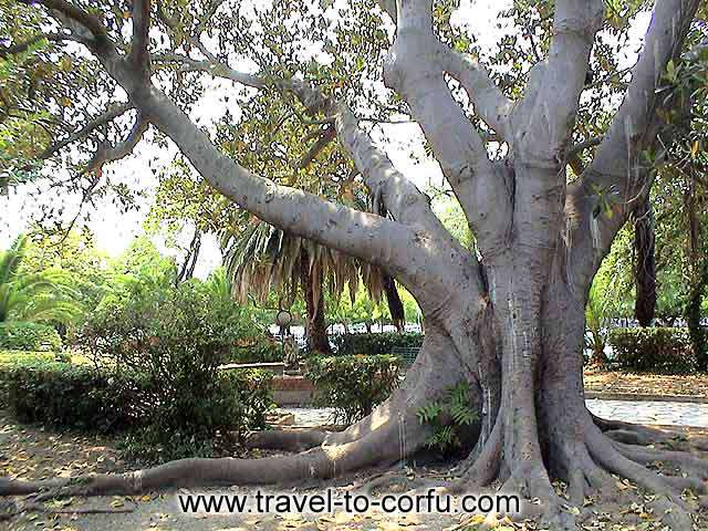 BOSCETO GARDEN - The old trees and the stone made pavement are creating a romantic atmosphere.